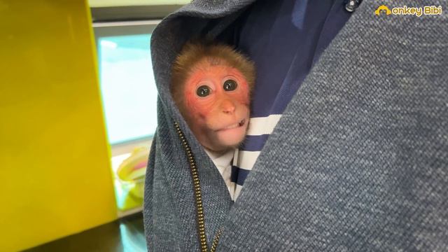 Bibi obediently took medicine to treat his leg pain! смотреть онлайн