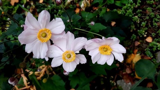 Ветреница хубэйская / Осенняя анемона / Anemone Hupehensis / Autumn Anemones