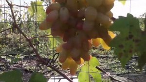 Мой виноград. Сорт винограда ; ВИКТОР.