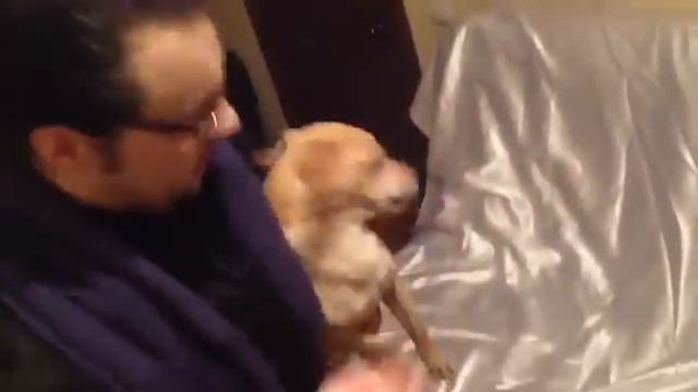 Собачий экзорцизм смотреть онлайн