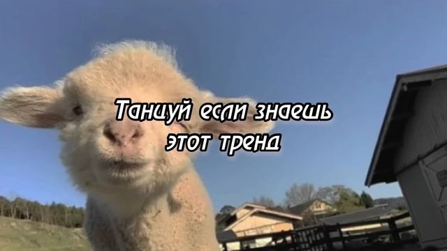 ?Танцуй если знаешь этот тренд ??/// Тренды тик тока?///Тренды 2023 года? смотреть онлайн