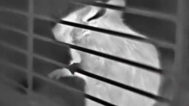 Thermal Video Captured On An HTI HT-301 Thermal Camera