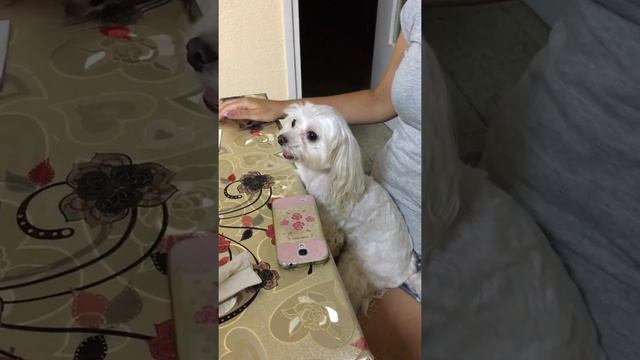 Боника любимые песни. смотреть онлайн