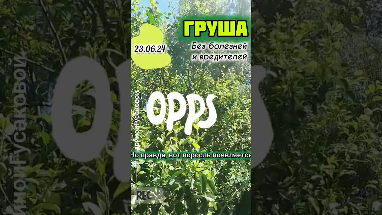 ГРУША вот что значит хорошие обработки от болезней и вредителей вовремя | с Мариной Гусаковой смотреть онлайн