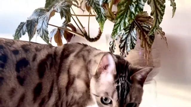 BEGONIA GRYPHON (a.k.a. PEGASUS) photobombed by Bengal Cat Calypso ???♀️ смотреть онлайн