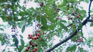 Владимирская Вишня