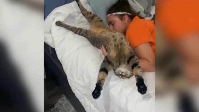 Наглая харя смотреть онлайн