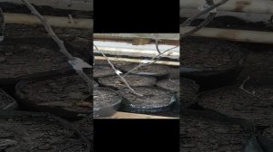 Начало сезона. Зимние прививки яблонь. Саженцы на подвое 54/118. какие они.