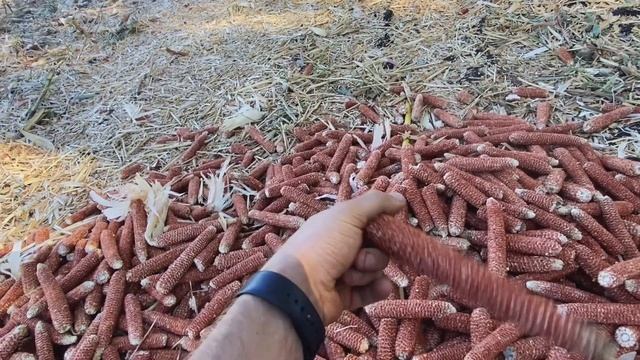 УБОРКА КУКУРУЗЫ ✅ ЗАВОРАЖИВАЮЩЕЕ ЗРЕЛИЩЕ … смотреть онлайн
