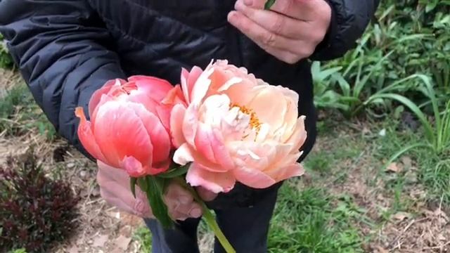 Peony Comparisons, Pink Hawaiian Coral & Coral Charm смотреть онлайн