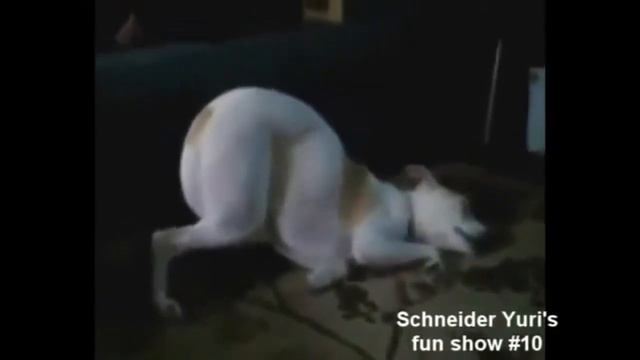 Приколы,Super funny animals Супер забавные животные) 11 смотреть онлайн