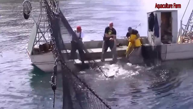 Everyone should watch this Fishermen's video - Satisfying Catch Salmon Reef Net Fishing on River смотреть онлайн