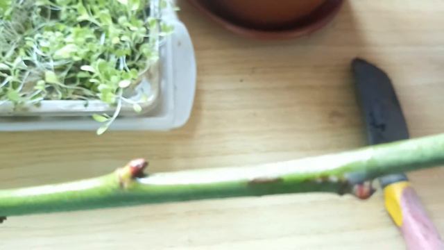 Карликовые помидоры взошли, что дальше? Черенкуем розу, "Дубль-2". смотреть онлайн