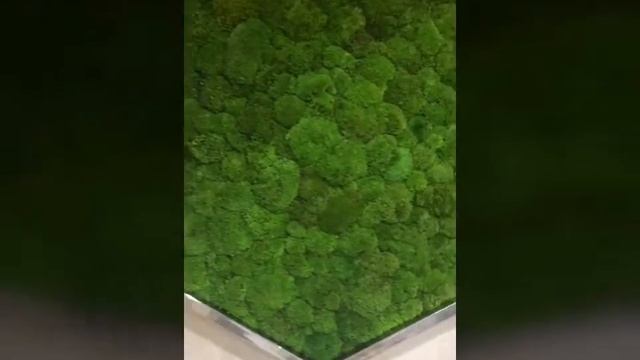 Стена из мха от Palma de смотреть онлайн