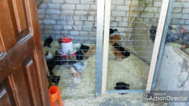 Утро раннее,Зекура, Красавчик и Удача сорта картофеля. Изменения в курятнике. смотреть онлайн
