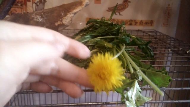 Травы, ЗЕЛЕНЬ для ВОЛНИСТОГО ПОПУГАЯ, александрийского. Чем КОРМИТЬ. Одуванчик смотреть онлайн