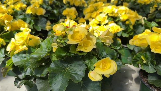 Petunia Vinca Begonia Lucas Greenhouses Weekly Availability 4 21 23 смотреть онлайн