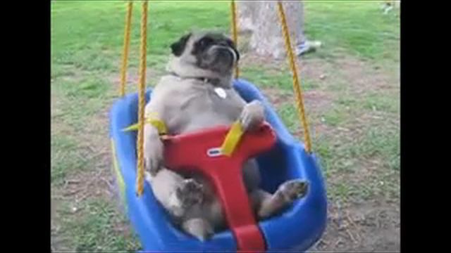 Pug смотреть онлайн