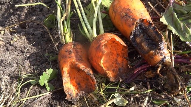 Кто грызёт овощи на огороде