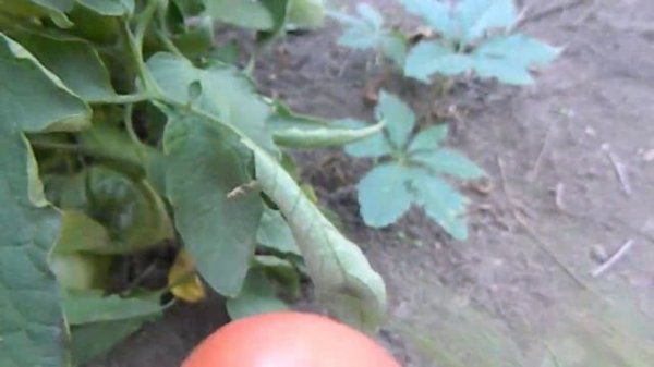 Томат Ландсхутский великан (Landshuter Riese). 29 августа.