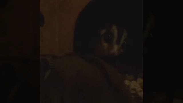 Сахарный поссум или белка летяга смотреть онлайн