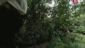 Подробное история плаванья Христофора Колумба и открытия им Америки