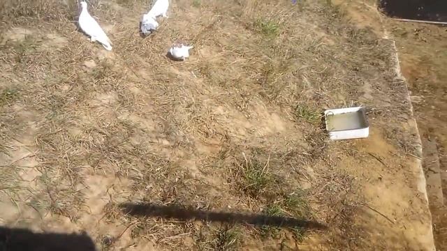 голуби бакинские шейки часть 2 смотреть онлайн