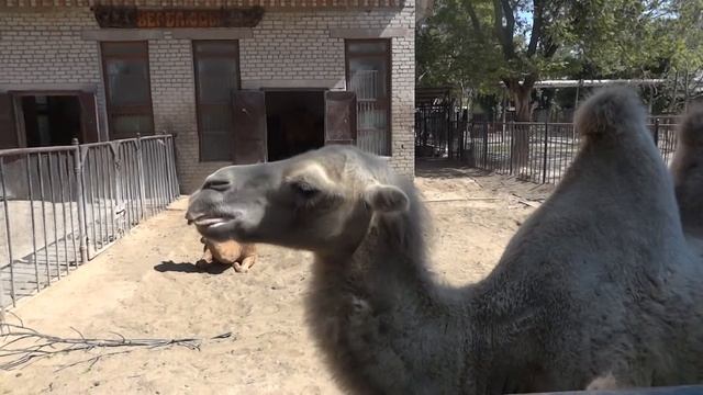 Bactrian camel✅Camelus bactrianus?Двугорбый верблюд смотреть онлайн