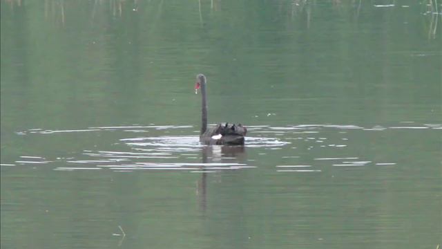 Peteris VASKS = Méditation