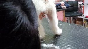 Стрижка мальтезе (мальтийской болонки) за 10 минут . Груминг мальтезе