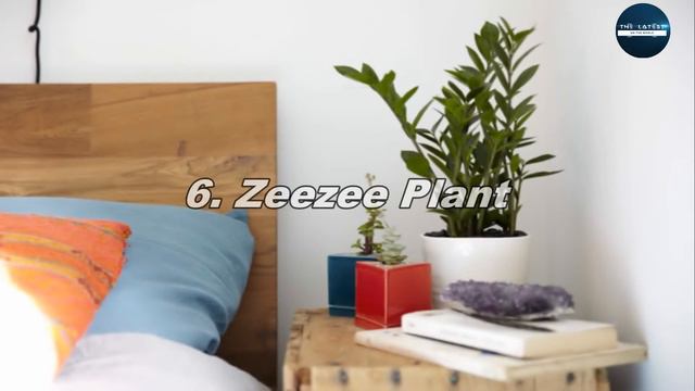 Top 10 Best Houseplants For Bedrooms смотреть онлайн