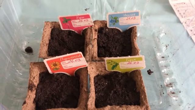 Оазис грибной жизни