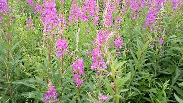 Иван чай сезон 2023