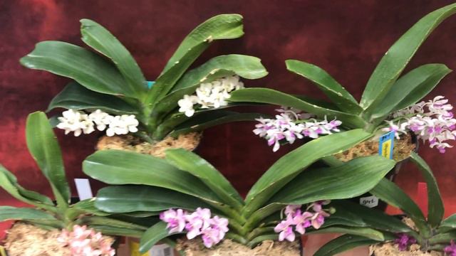 Neostylis, Rhynchostylis ,ASCOCENTRUM MINIATUM смотреть онлайн