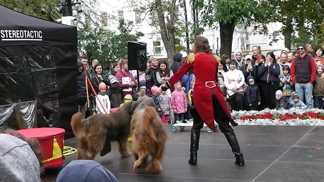 Trained dogs. Шоу программа «Дрессированные собаки Бриары». Cani addestrati смотреть онлайн