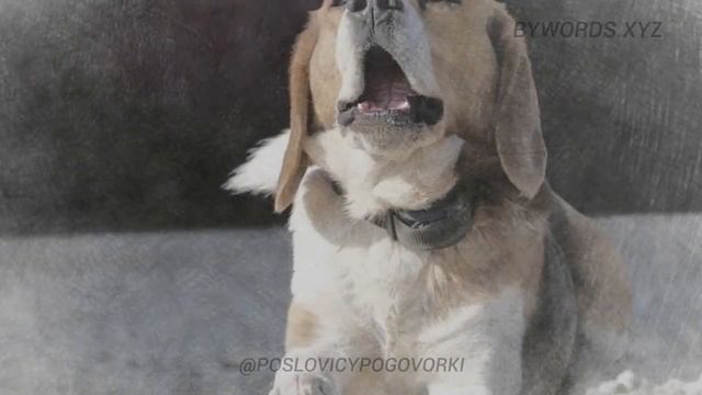 ЛУЧШЕ СИНИЦА В РУКИ, ЧЕМ ЖУРАВЛЬ В НЕБЕ: смысл и значение смотреть онлайн