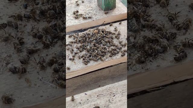 Пчелы melifera почистили улики смотреть онлайн