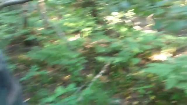 Белые грибы быково Павловский Посад смотреть онлайн