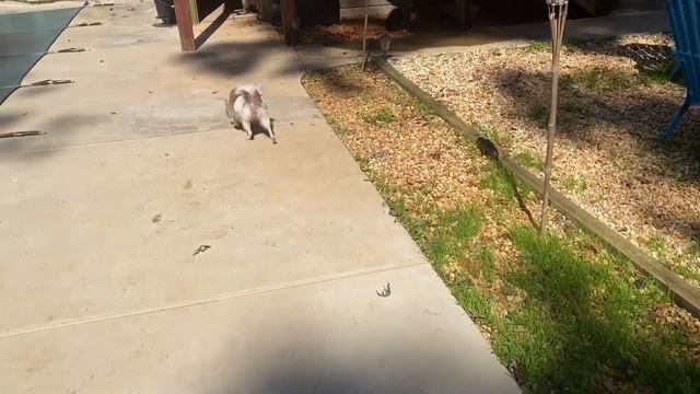 Bringing Home Standard Poodle Puppy ? смотреть онлайн