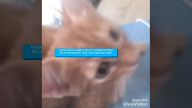 Как правильно ухаживать за котятами смотреть онлайн