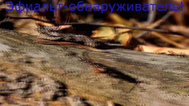 Эфиальт-обнаруживатель. Ephialtes manifestator. Насекомые Беларуси. смотреть онлайн