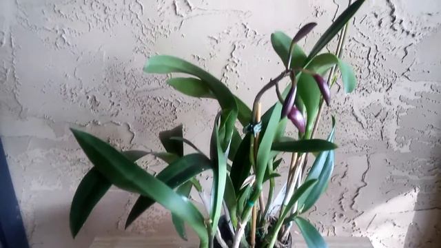 CATTLEYA · Blc Booth Lee 'Venice' смотреть онлайн