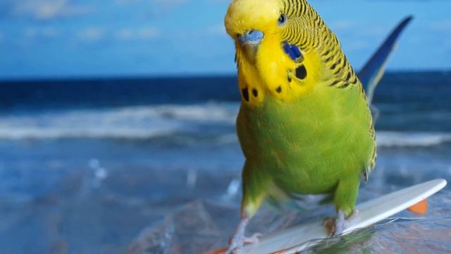 КАК ВЫБРАТЬ ПОПУГАЯ ДЛЯ ДОМА | КАК НАУЧИТЬ ВОЛНИСТОГО ПОПУГАЯ ГОВОРИТЬ смотреть онлайн