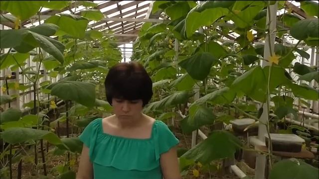 отапливаемая теплица,ранние огурцы.огурцы в зимне-весенний период.