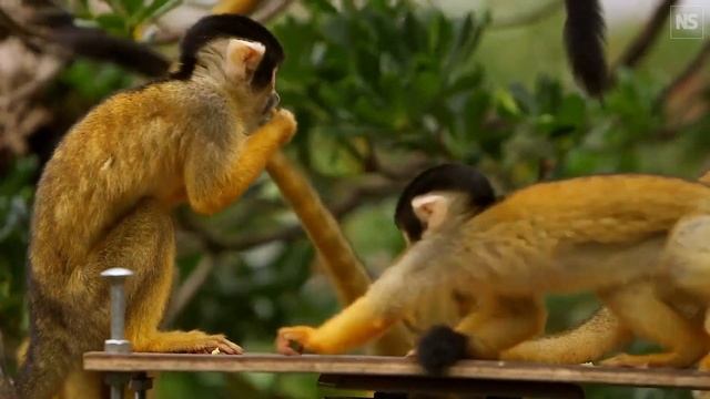 Animals at London zoo get their annual weigh-in смотреть онлайн