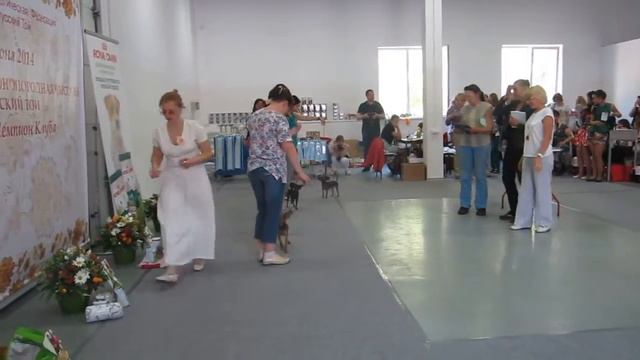 Русский той терьер Национальная Монопородная выставка 01.06.2014 год (класс бэби)