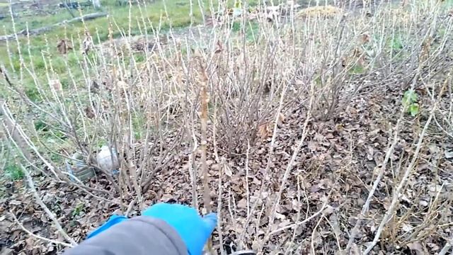 Заготовка черенков смородины. Когда лучше и как? смотреть онлайн