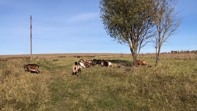 ОСТАВИЛИ ВСЕ ДЕЛА И ОТПРАВИЛИСЬ НА ПИКНИК! НАША ФЕРМА! ЖИЗНЬ ПРОСТЫХ ЛЮДЕЙ В ДЕРЕВНЕ!