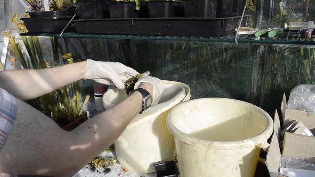 Repotting Venus Flytraps смотреть онлайн