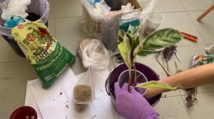 Пересадка и спасение калатеи белый тигр (вайт фьюжен)